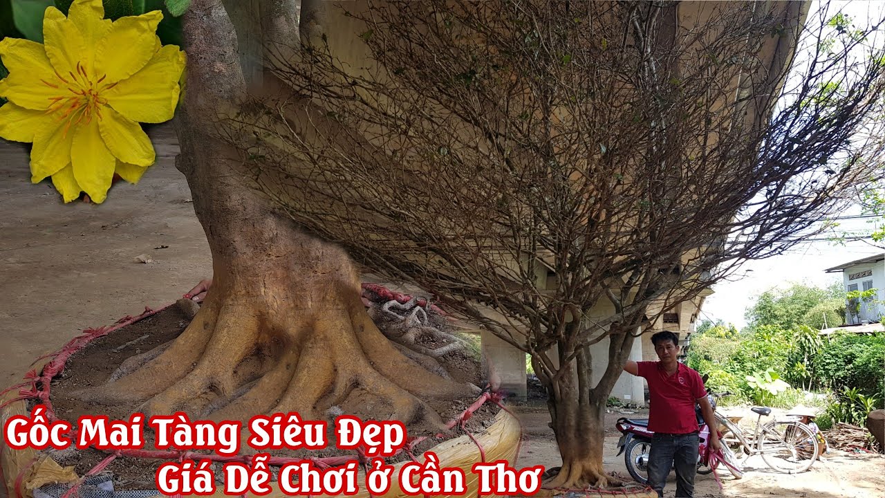 Gốc mai siêu tàng bông thơm đỉnh cao của anh Trí 0932866660