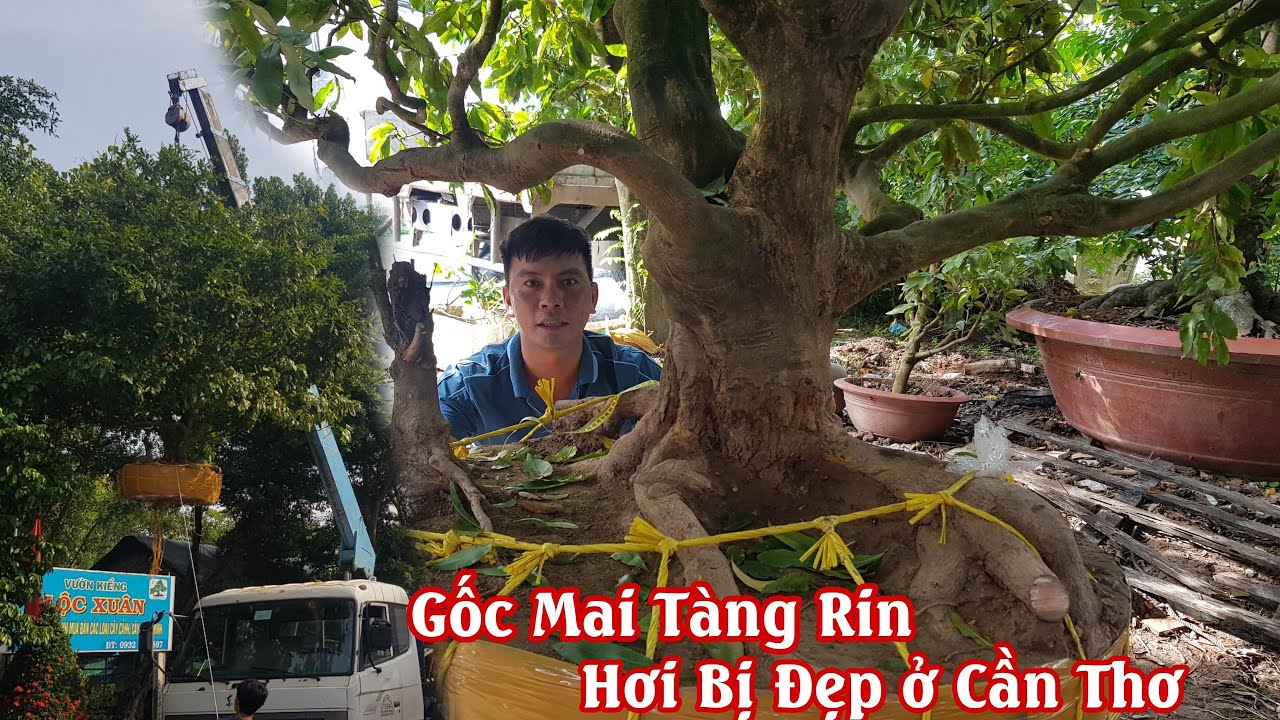 Gốc mai tàng HƠI BỊ ĐẸP của anh Toàn Cần Thơ 0939585707