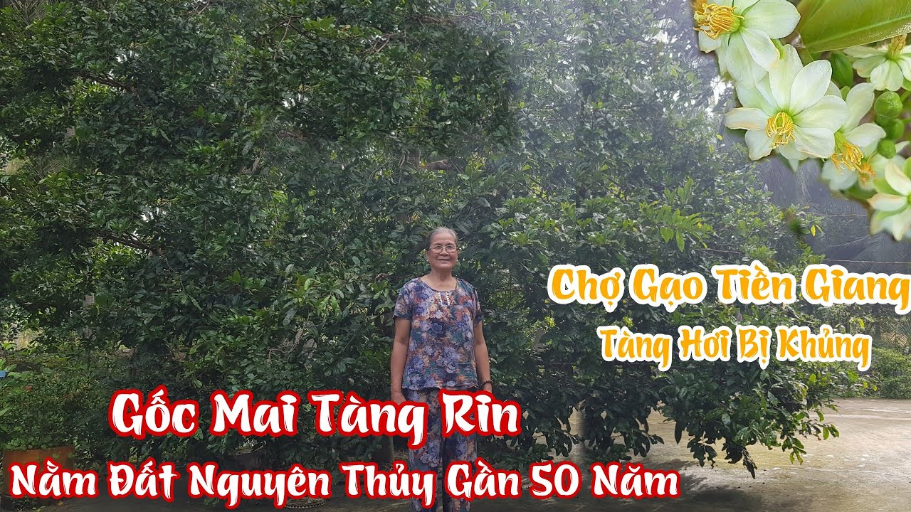 Gốc mai tàng HƠI BỊ KHỦNG nằm đất gần 50 năm rin nguyên thủy ở Chợ Gạo 0962365235