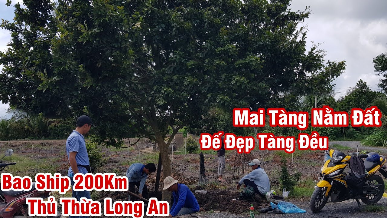 Gốc mai tàng nằm đất nguyên thủy của anh Đông Thủ Thừa Long An 0986117557