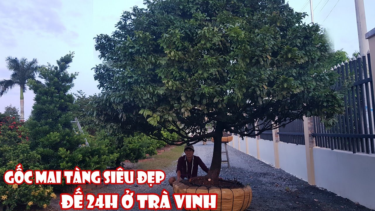 Gốc mai tàng rin SIÊU ĐẸP của anh Nam Trà Vinh