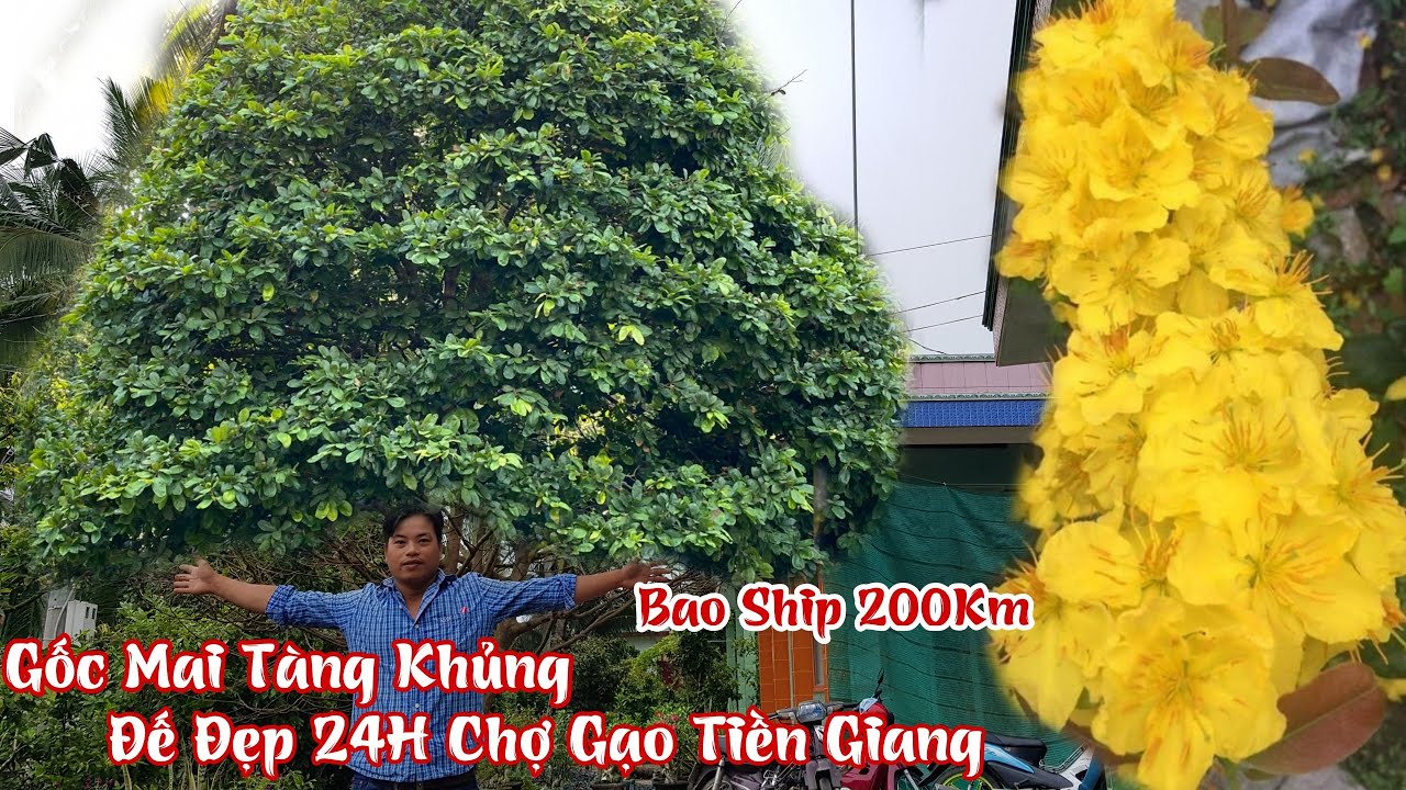 Gốc mai tàng rin bông bao đẹp của anh Việt Chợ Gạo 0367067384