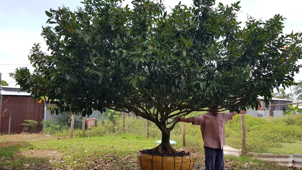 Gốc mai tàng rin chi cành nguyên thủy của anh Hân Trà Vinh