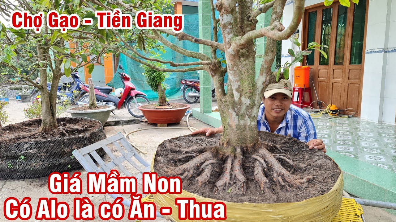 Gốc mai tàng rin đế đều 24h của anh Việt Chợ Gạo