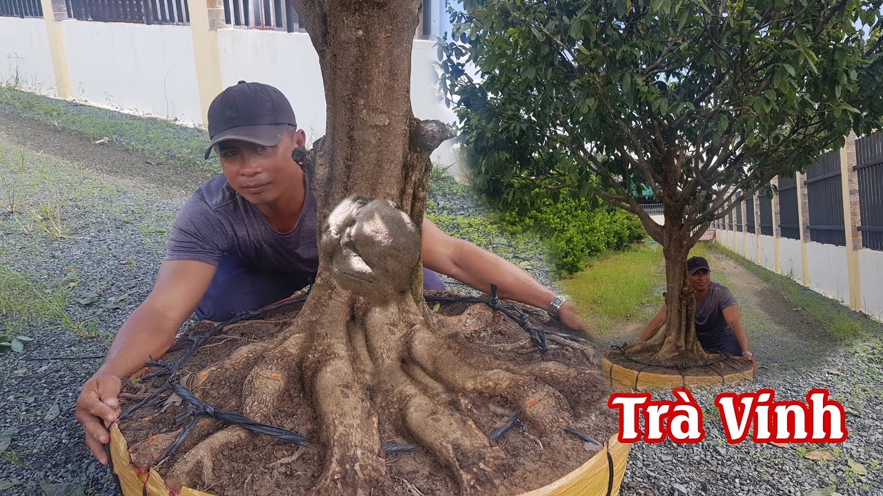 Gốc mai tàng rin nguyên thủy 1 cốt vót đọt của anh Hân Trà Vinh