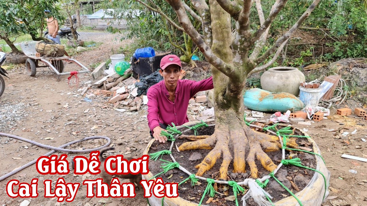 Gốc mai tàng rin nguyên thủy đế hơi bị đẹp của anh Triều Cai Lậy 0339127522