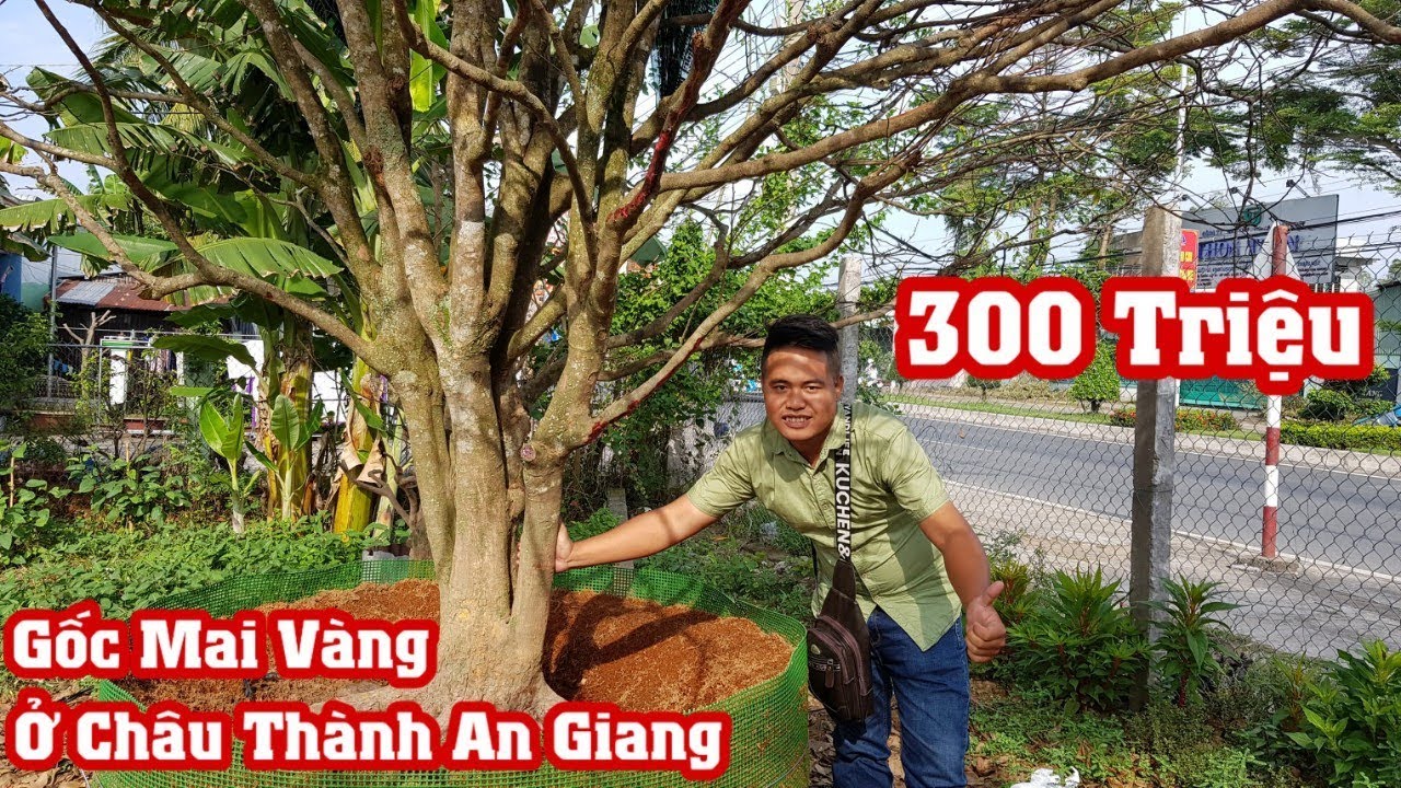 Gốc mai vàng giá 300 triệu tại vườn anh Vàng ở Châu Thành An Giang liên hệ 0706456456