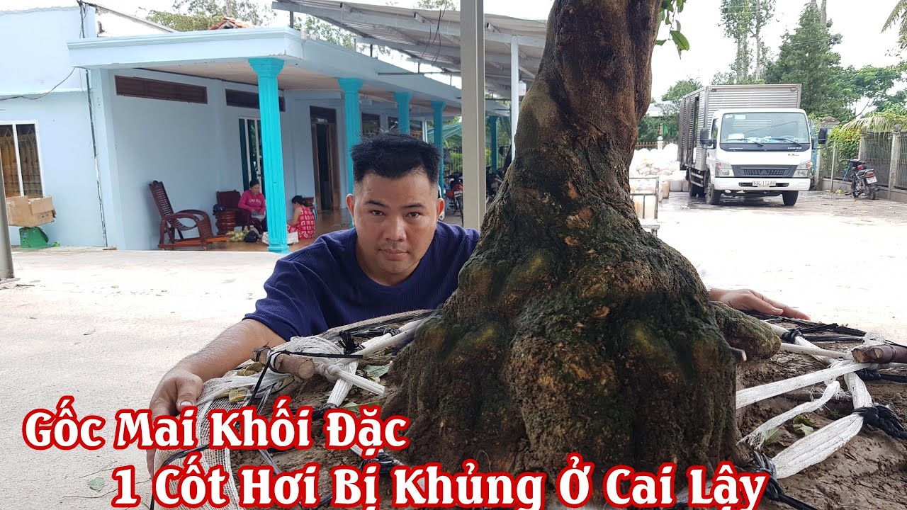 Gốc mai xoắn toàn thân có cục bú HƠI BỊ ĐẸP ở Cai Lậy 0917481919