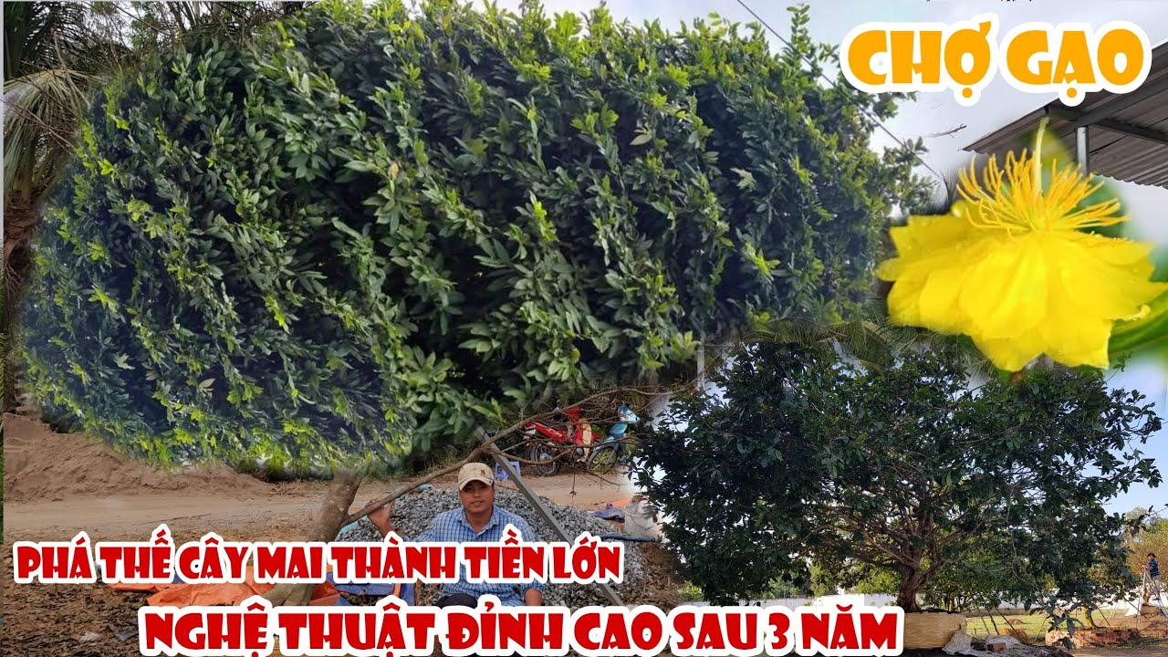 Gốc mai xù chảy nu cục tòan thân của anh Việt Chợ Gạo 0367067384