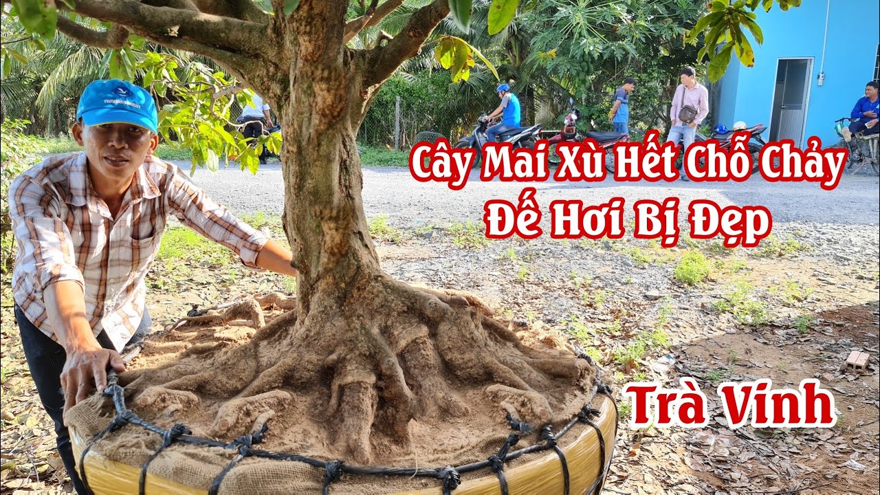 Gốc mai xù chảy siêu đẹp tàng rin của anh Sang Trà Vinh 0822720777