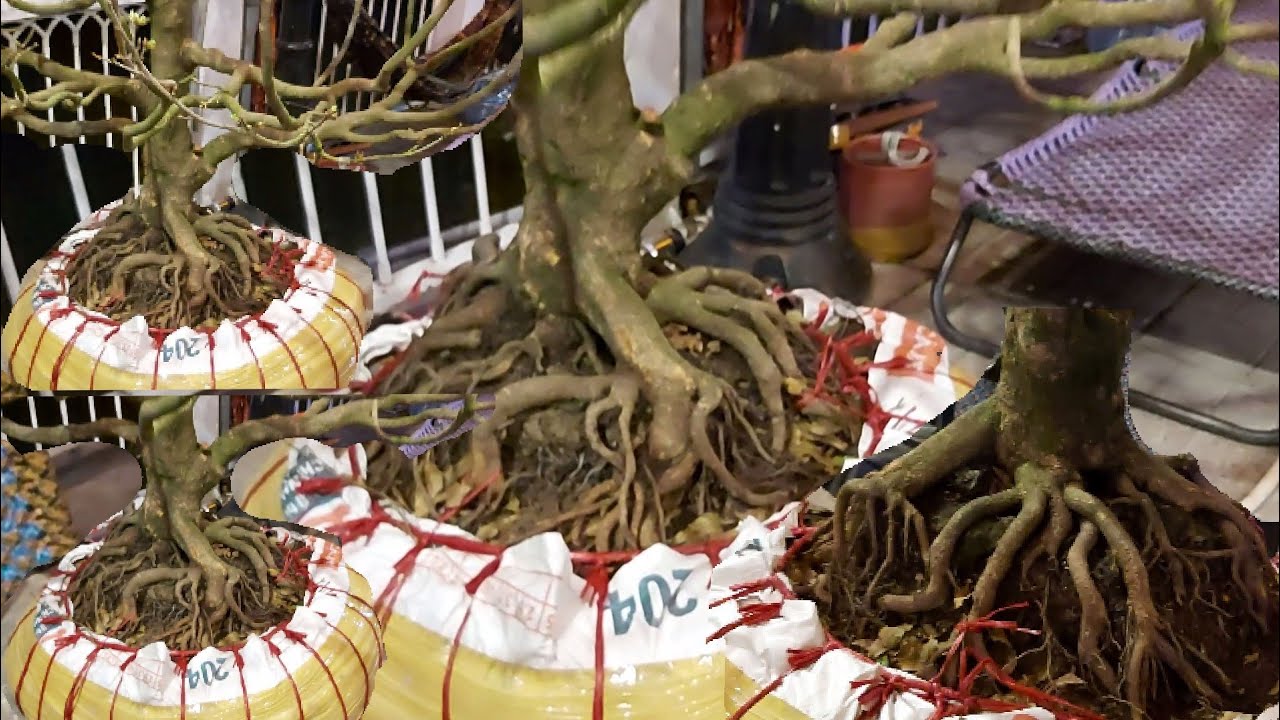 Gốc mai xù đẹp có bộ rễ độc lạ hoành 50cm giá 80 triệu tại chợ xuân long xuyên