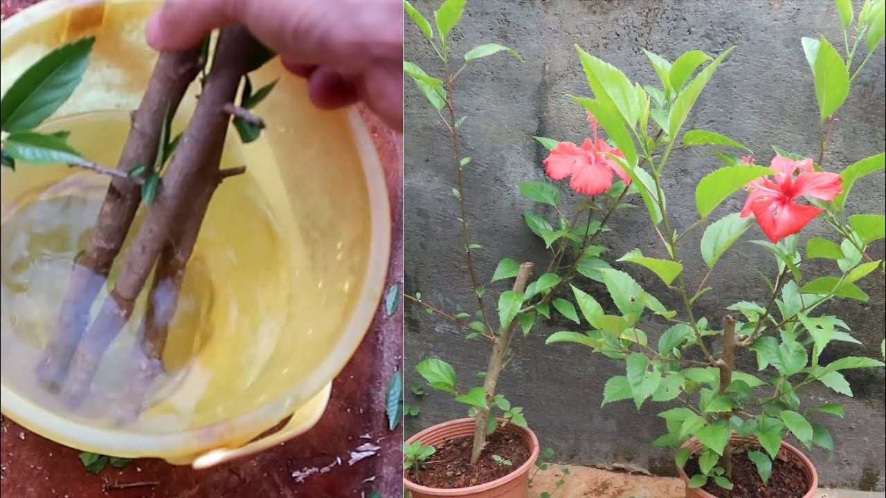 Grow Hibiscus By Cutting Very Easy - Trồng Hoa Dâm Bụt Bằng Thân Cực Đơn Giản