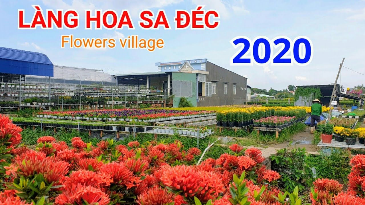 HOA TẾT 2020 - LÀNG HOA SA ĐÉC 2020 - hàng ngàn chậu hoa tết rực rỡ đón tết 2020 - Bonsai miền tây