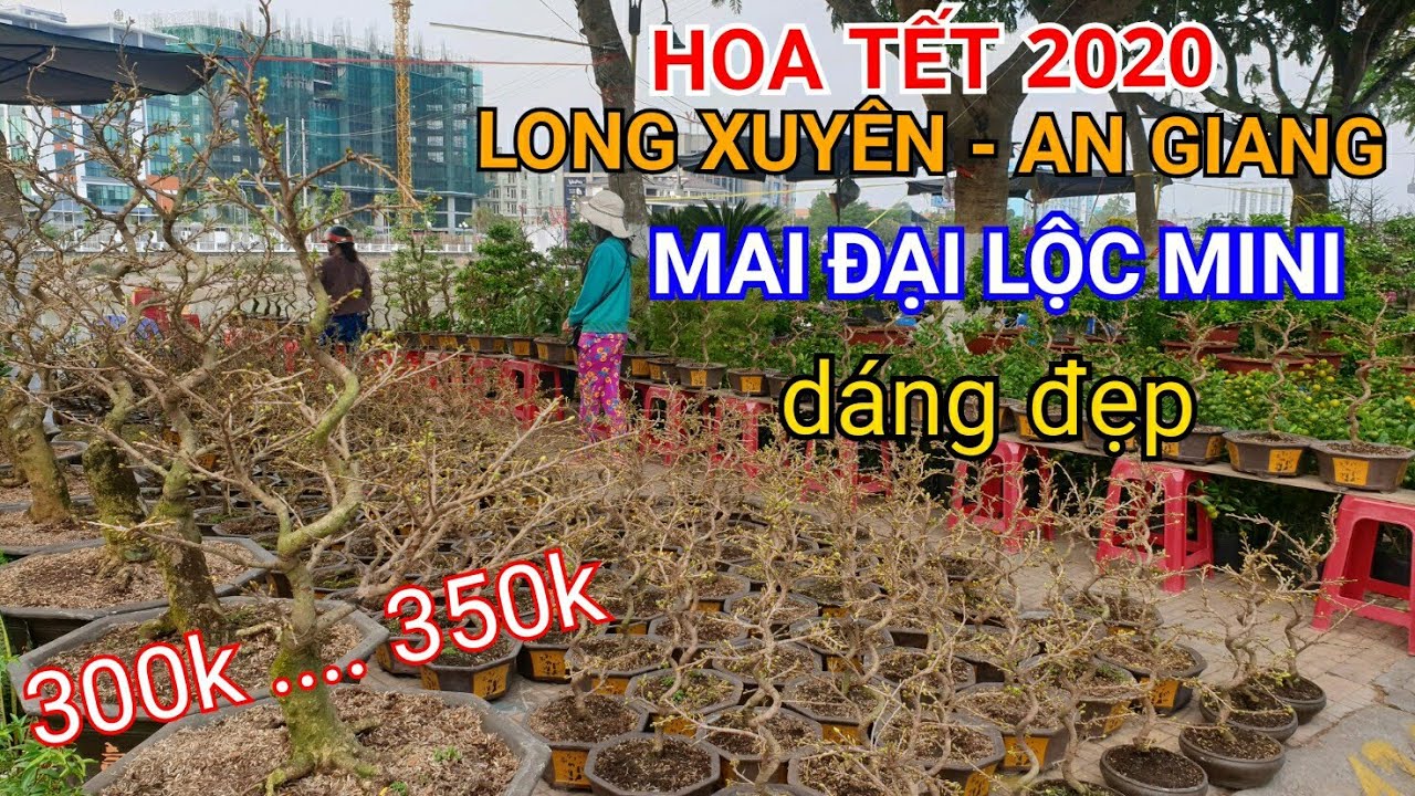 HOA TẾT 2020 | MAI ĐẠI LỘC MINI giá dễ chơi CHỢ HOA LONG XUYÊN | Bonsai miền tây