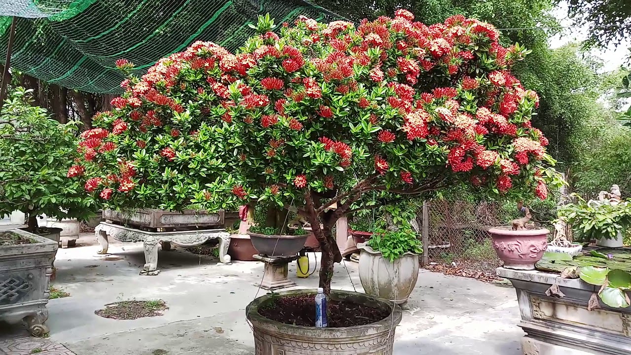 HV 203.Giao lưu cặp mai bonsai mini và cây trang đỏ đang khoe sắc