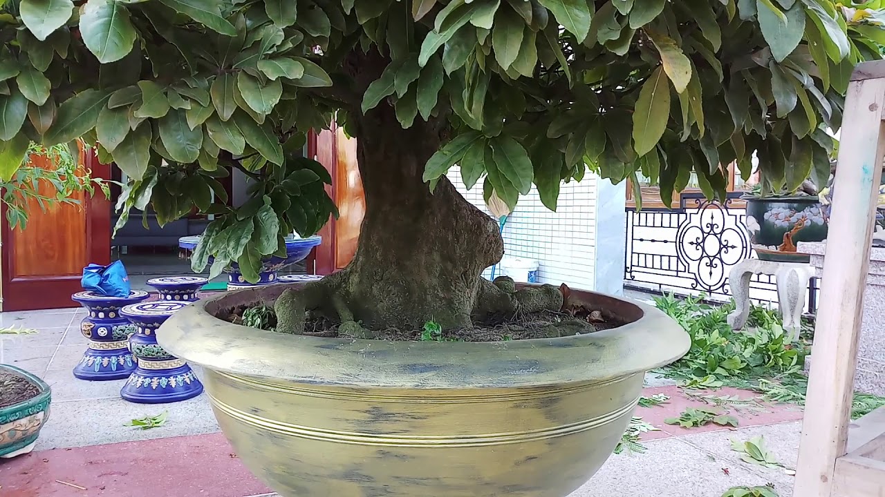 HV 231.phúc ngô cắt sửa hoàn thiện lại vườn bonsai đẹp tại quảng nam