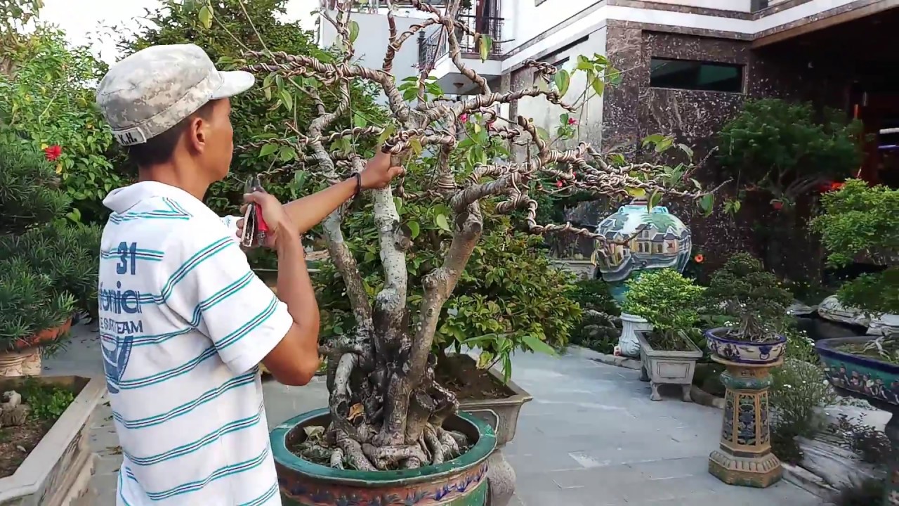 HV 263.vườn cây cảnh bonsai nghệ thuật 2018