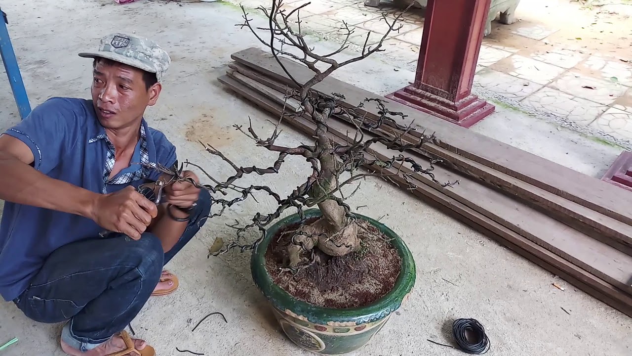 HV 308.chủ nhà chơi nhạc tạo cảm hứng cho phúc ngô làm cây mai bonsai đẹp