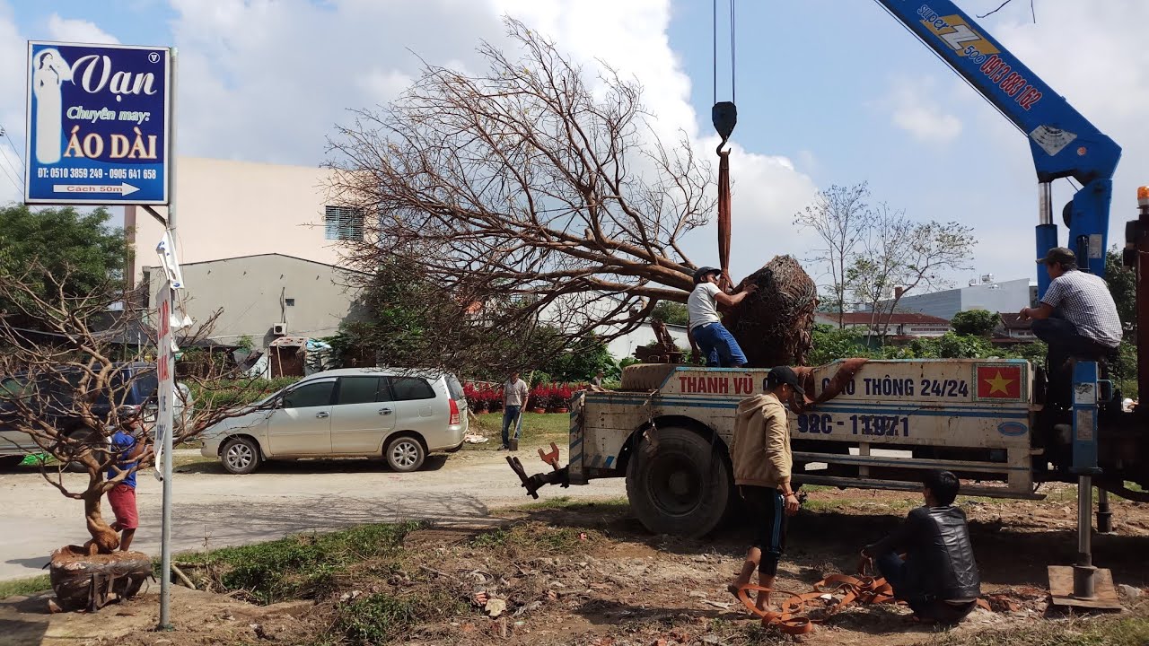 HV 325.xuân 2019 nhà vườn báo giá tham khảo cây mai vàng 5 thân 180 triệu 24/1/2019