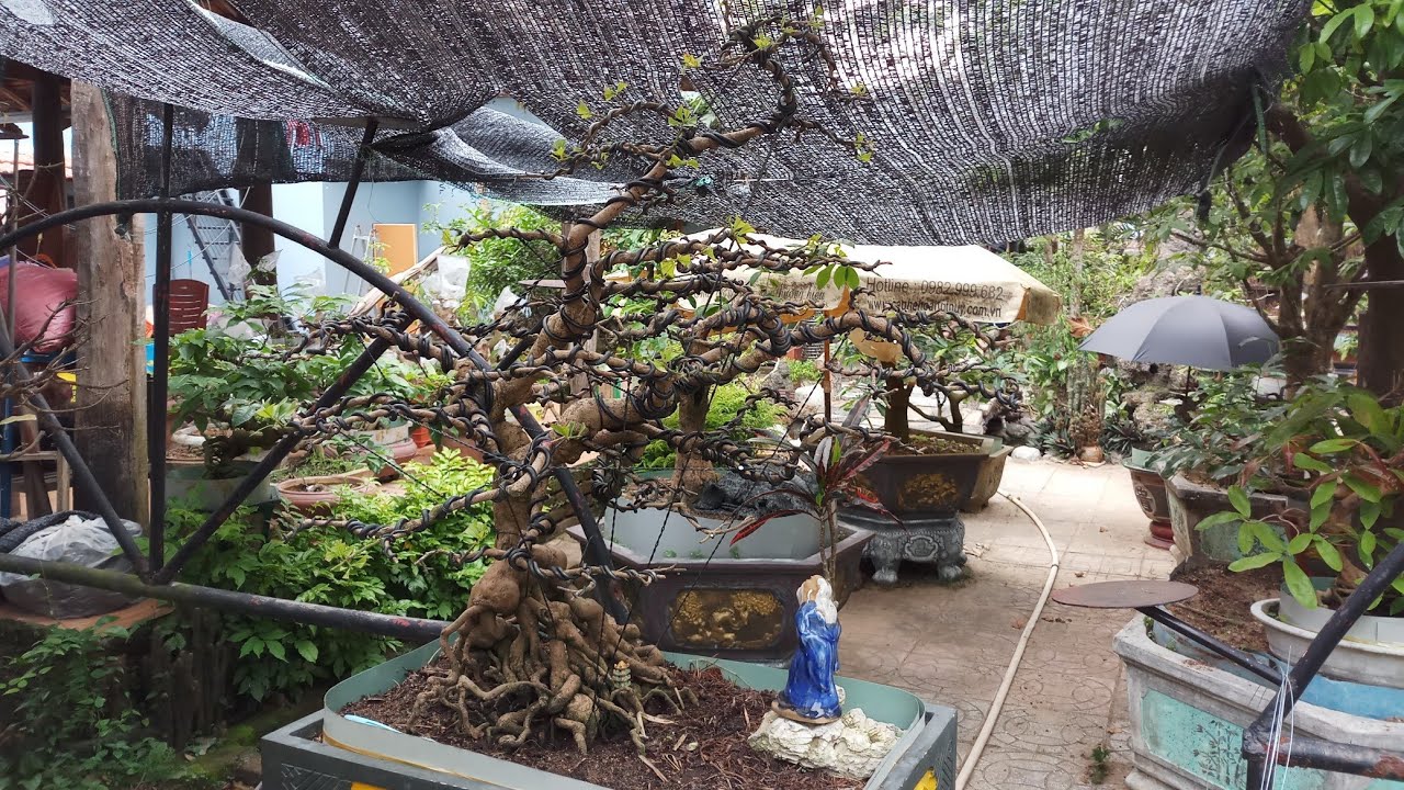 HV 358.giao lưu vườn mai bonsai đẹp tại quảng nam