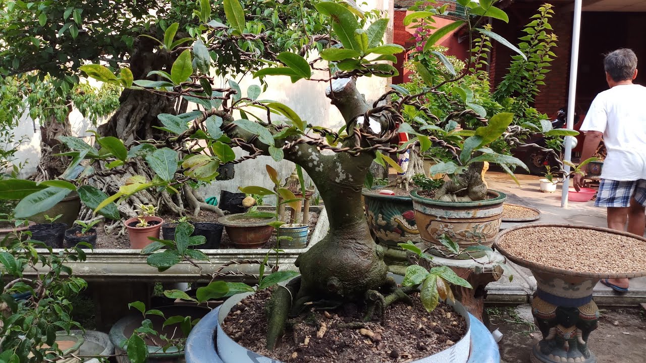 HV 363. Nhà vườn báo giá giao lưu 3 cây mai bonsai mini đẹp