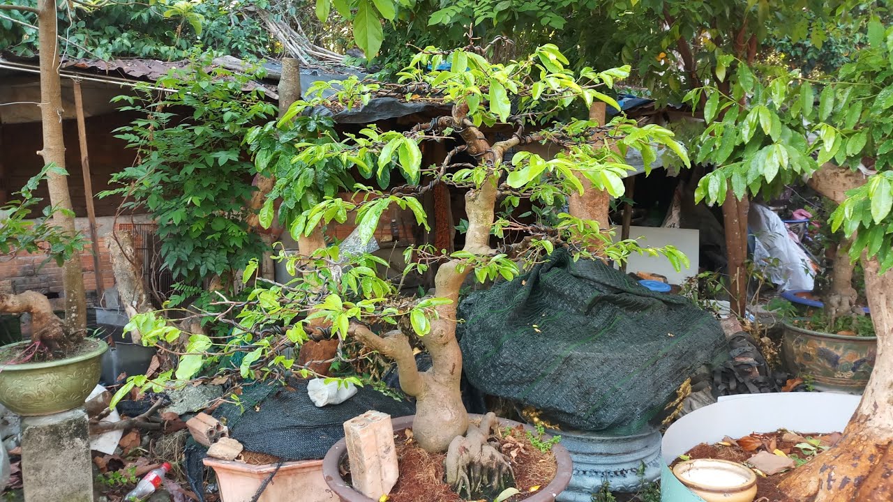 HV 414.tìm hiểu và giao lưu cây thanh mai bonsai vừa hoàn thiện