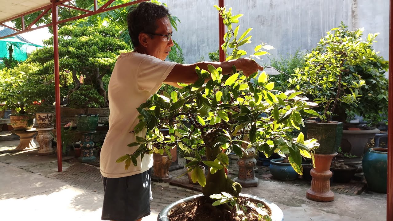 HV 440.bác hoàn làm tay cành nước 1 cho cây mai bonsai đẹp