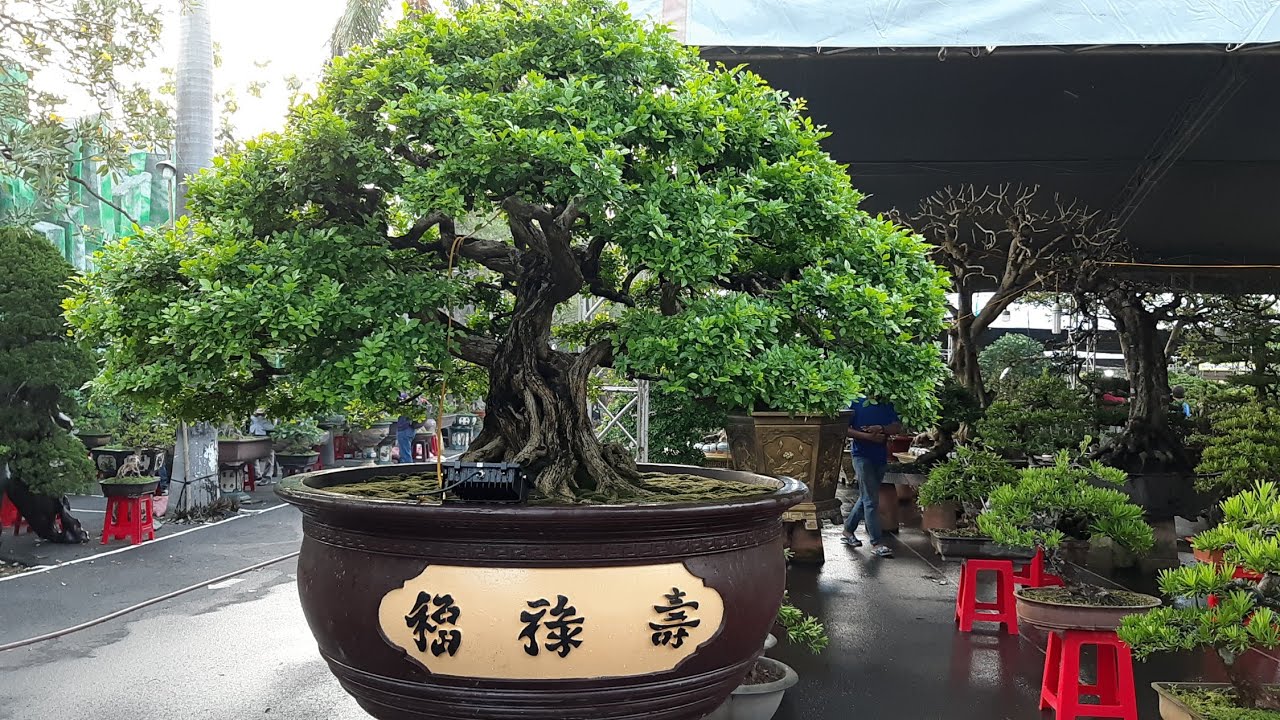 HV 498.những cây bonsai đẳng cấp nhiều tiền tại khu thương mại suối tiên 2019