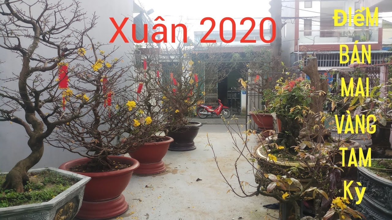 HV 526.Hải vũ ra quân bán mai hoa tết 2020 tam kỳ👉 PCT+ĐBP