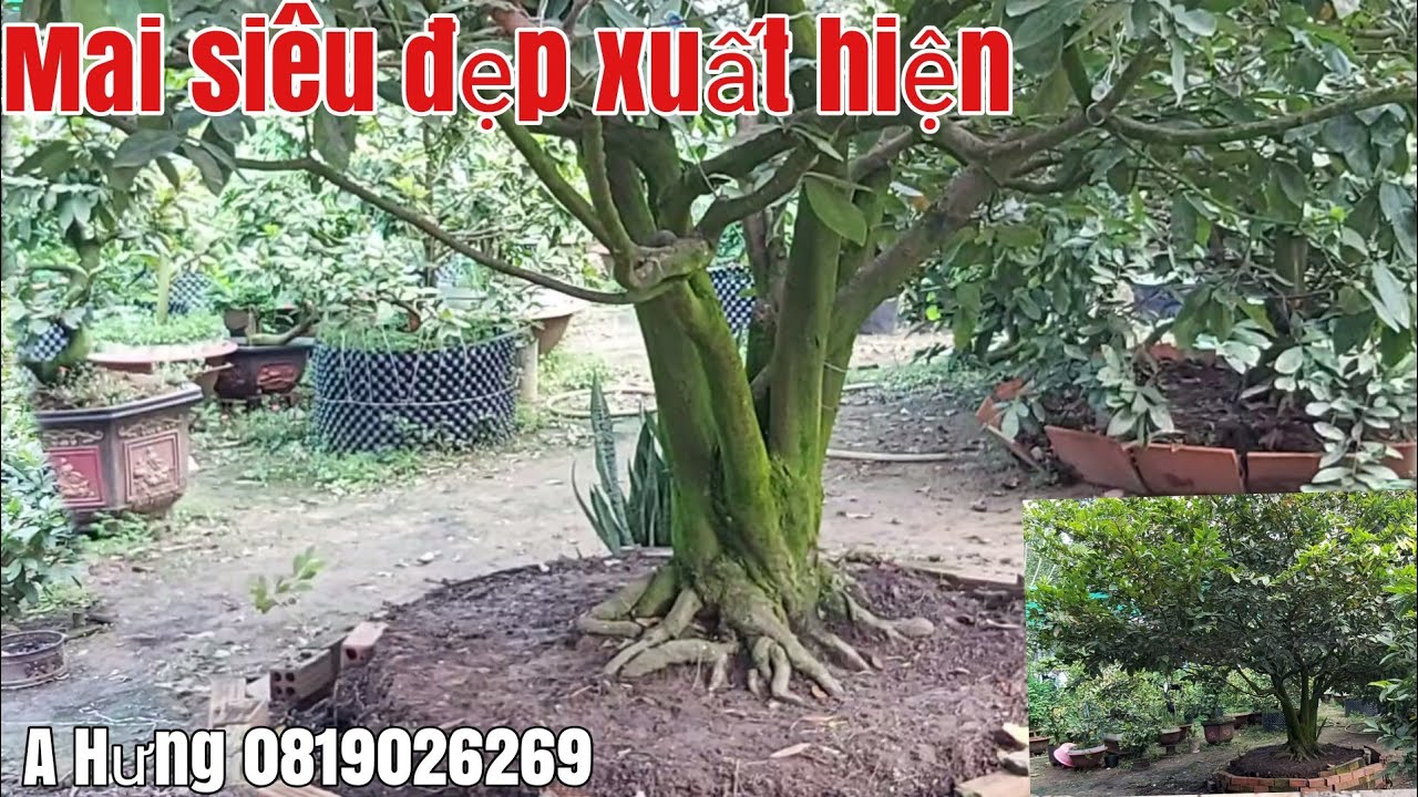 Hai Cây Mai siêu đế đẹp,bông dảo gặp A Hưng 0819026269 Châu Thành AG