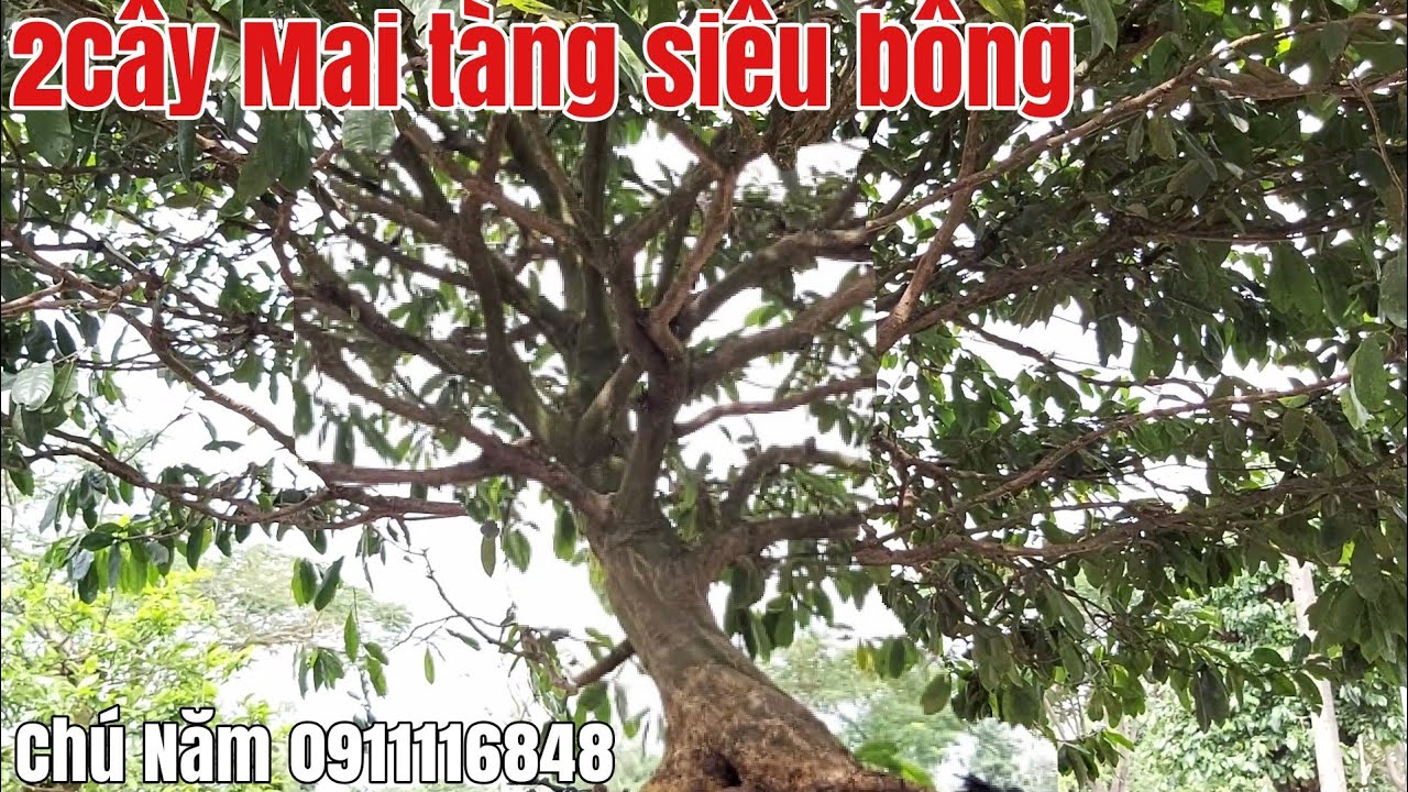 Hai Cây Mai vàng đế đẹp ,bông đẹp gặp Chú Năm 0911116848hoặc0702 923649Lấp vò Đồng Tháp