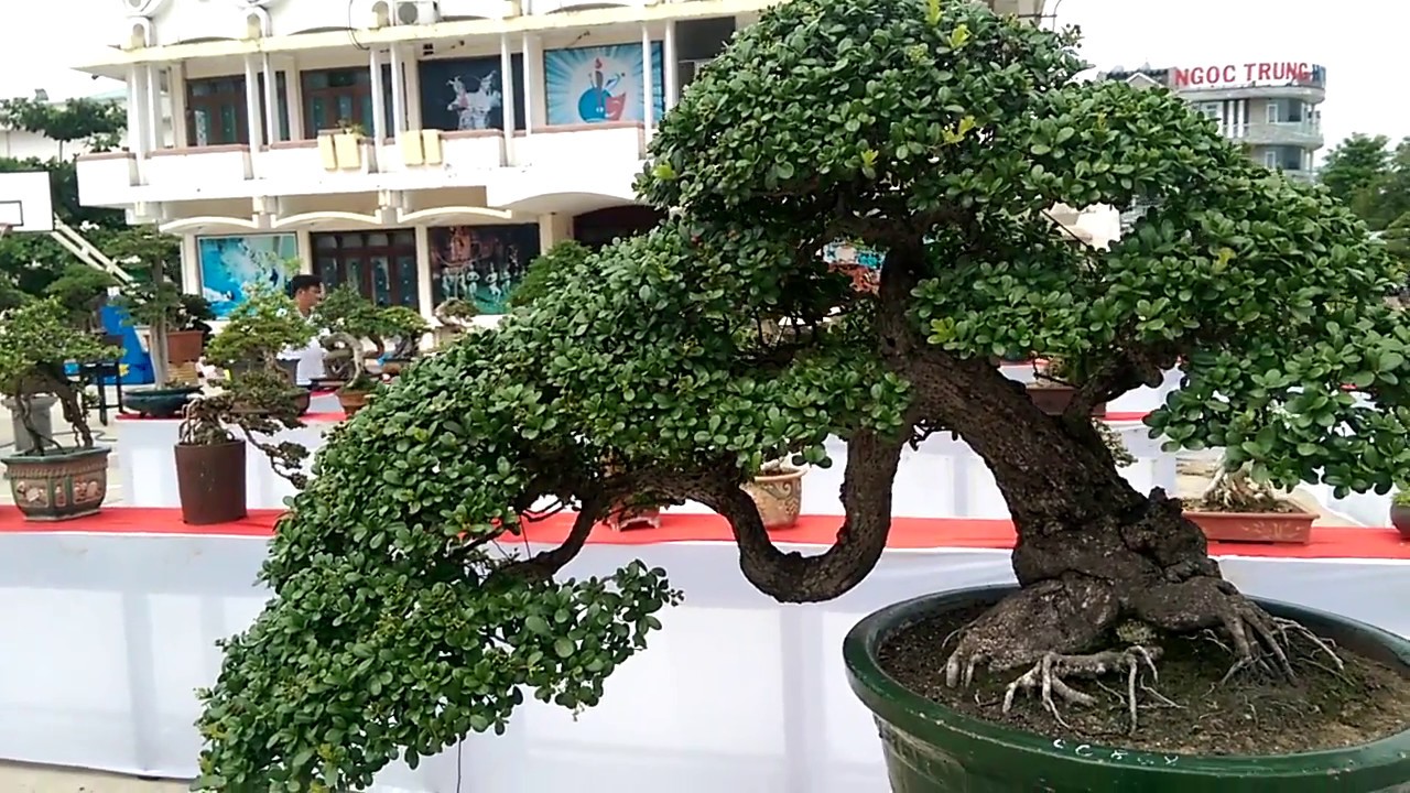 Hải Châu Cực Đỉnh - Bonsai Binh Dinh