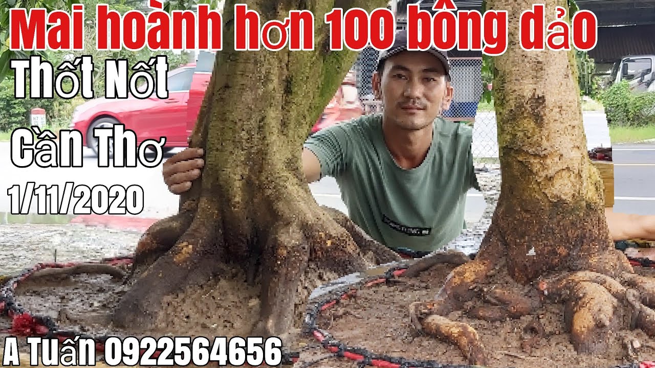 Hai Mai tàng nguyên thủy bông dảo hoành trên 100cm gặp A Tuấn 0922564656