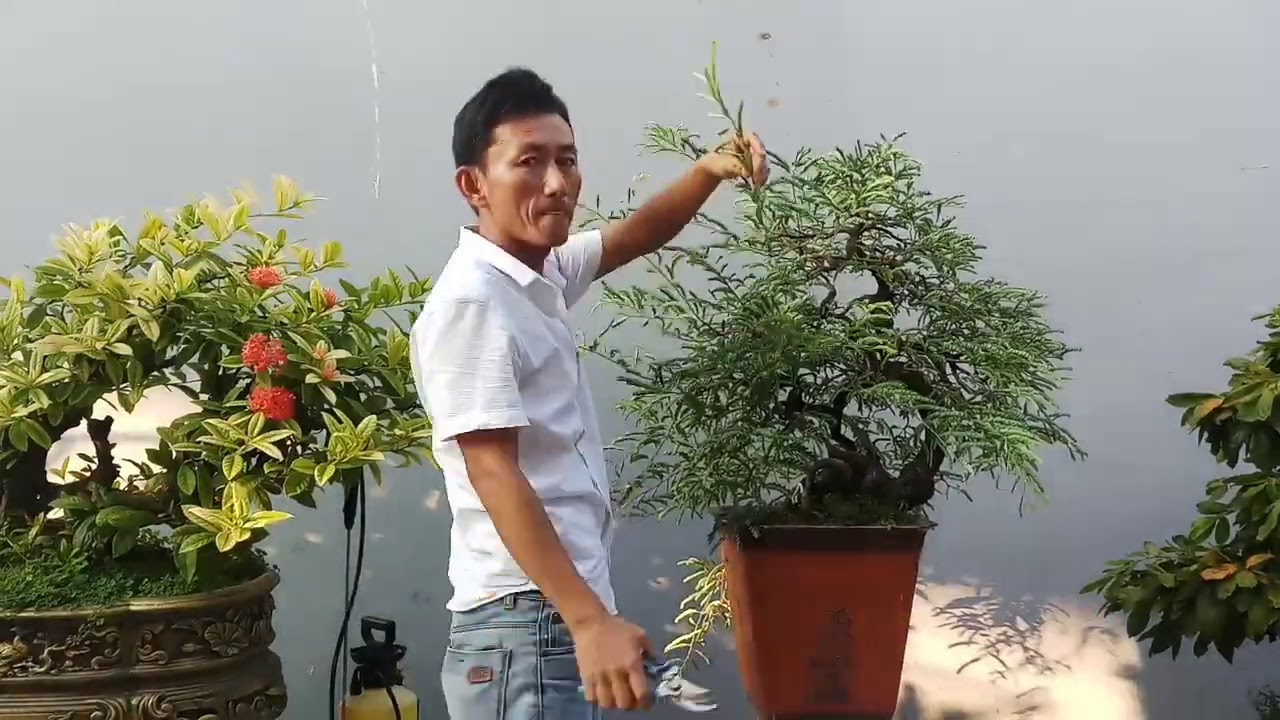 Hải Vũ cắt sửa hoàn thiện cây me bonsai đẹp
