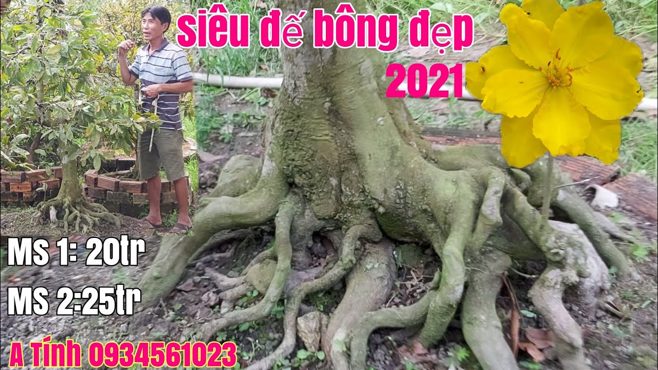 Hai cây Mai siêu đế đẹp hàng đón xuân 2021 giá hữu nghị gặp A Tính 0934561023