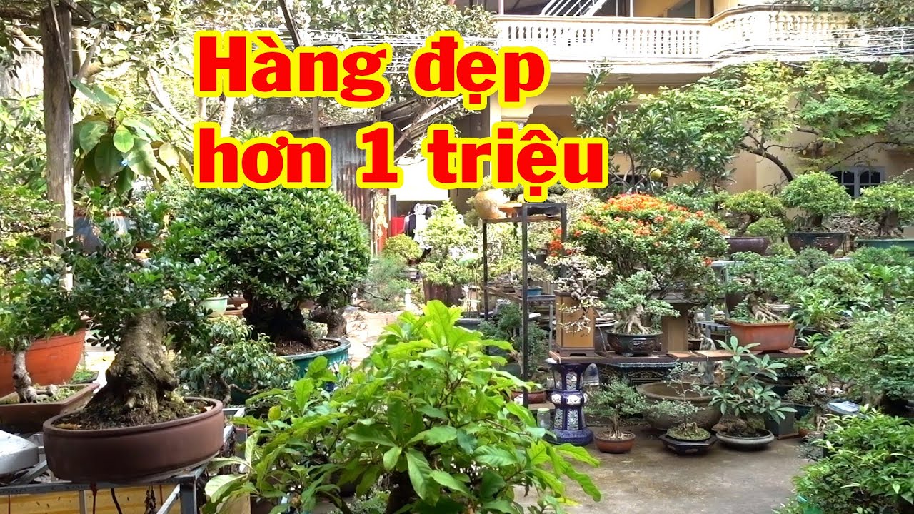 Hàng mới chưa kịp lên chậu, tiểu cảnh và cây tuyệt đẹp giá rẻ - bonsai trees