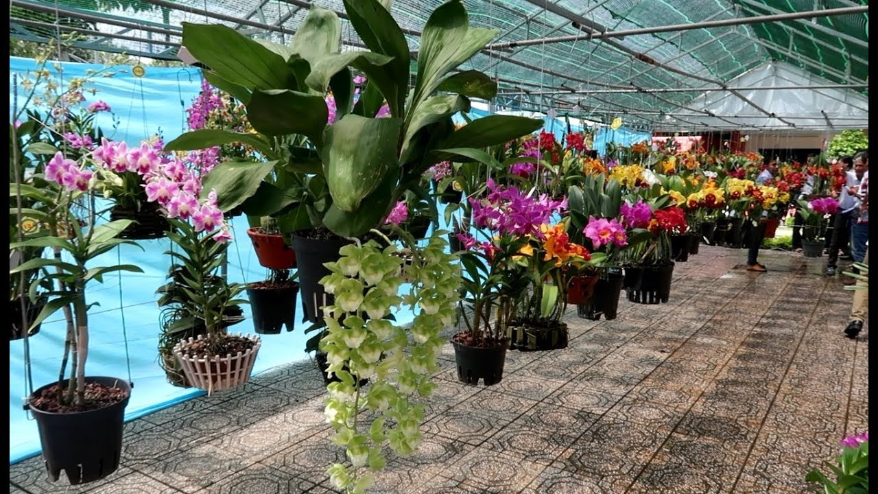 Hội Thi Hoa Lan Cần Thơ - Beautiful Orchids Show