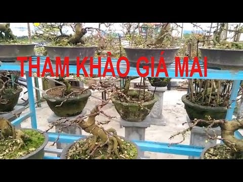 Hỏi giá một số cây - Bonsai Binh Dinh