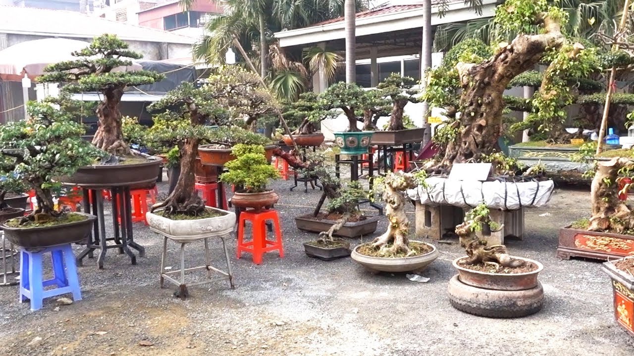 Hỏi giá nhiều cây đẹp, kiểu dáng độc đáo. bonsai market in Hoang Quoc Viet - Ha Noi