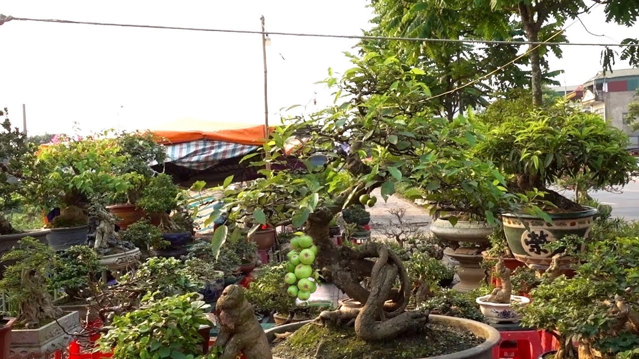 Hỏi giá những cây đẹp nhất, kiểu dáng lạ, có quả - Price of bonsai tree