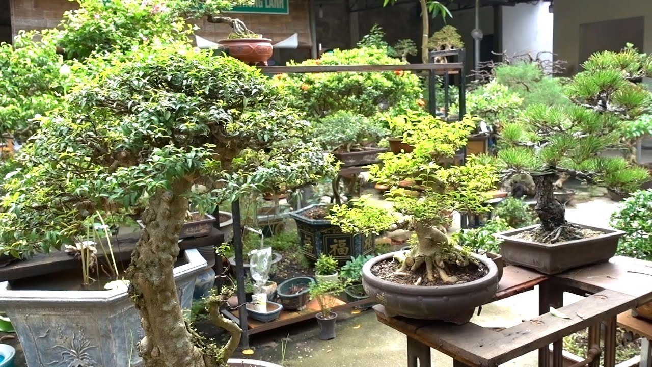 Hỏi giá từ cây rẻ tiền cho tới hàng nghệ thuật đỉnh cao, cây nhập ngoại - bonsai trees