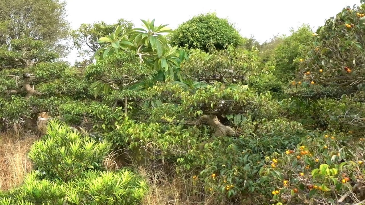 Hơn 100 con Long giá rẻ bất ngờ, báo giá sanh trực, đào tiên đang có quả - Bonsai garden in Dien Xa