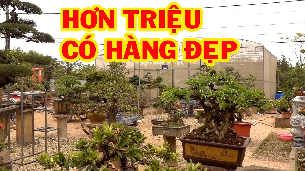 Hơn triệu là có cây cực kỳ đẹp chơi tết, mai chiếu thủy, nguyệt quế, bông trang, sung - bonsai trees