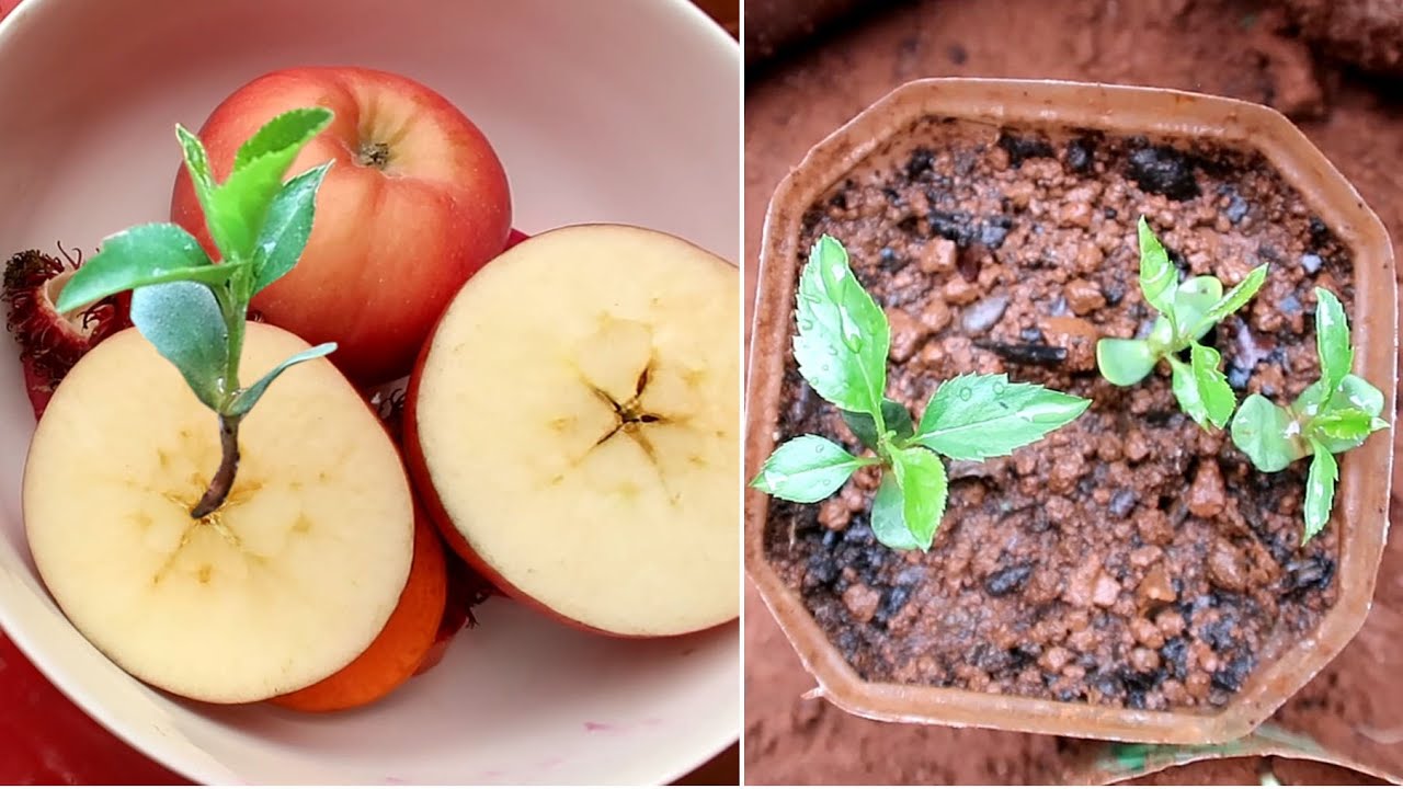 How to grow apple from seeds - Cách trồng táo bằng hạt tại nhà