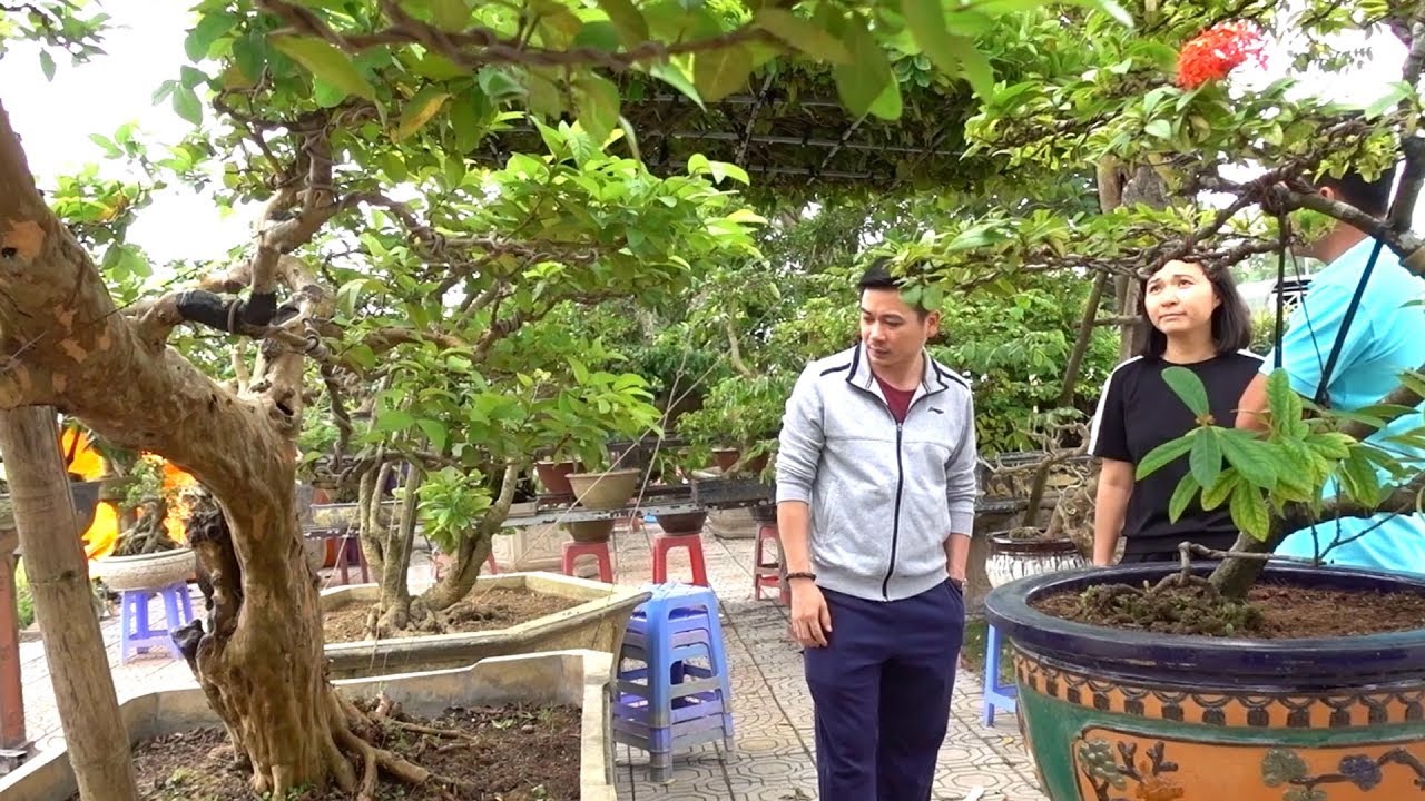 Khách giật mình vì báo giá khế cụ rẻ hơn tưởng tượng - cheap and beautiful bonsai trees in Long Bien