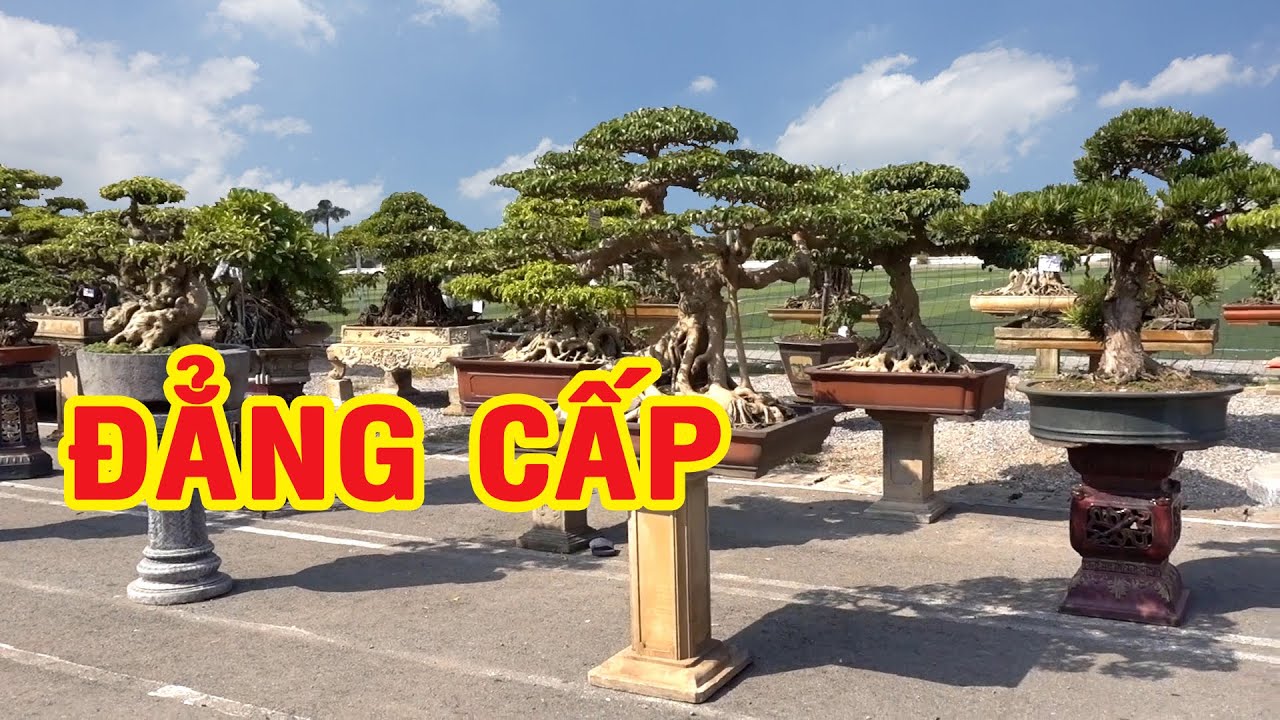 Khách xem cây phải thốt lên Quá Đẳng Cấp - beautiful bonsai trees