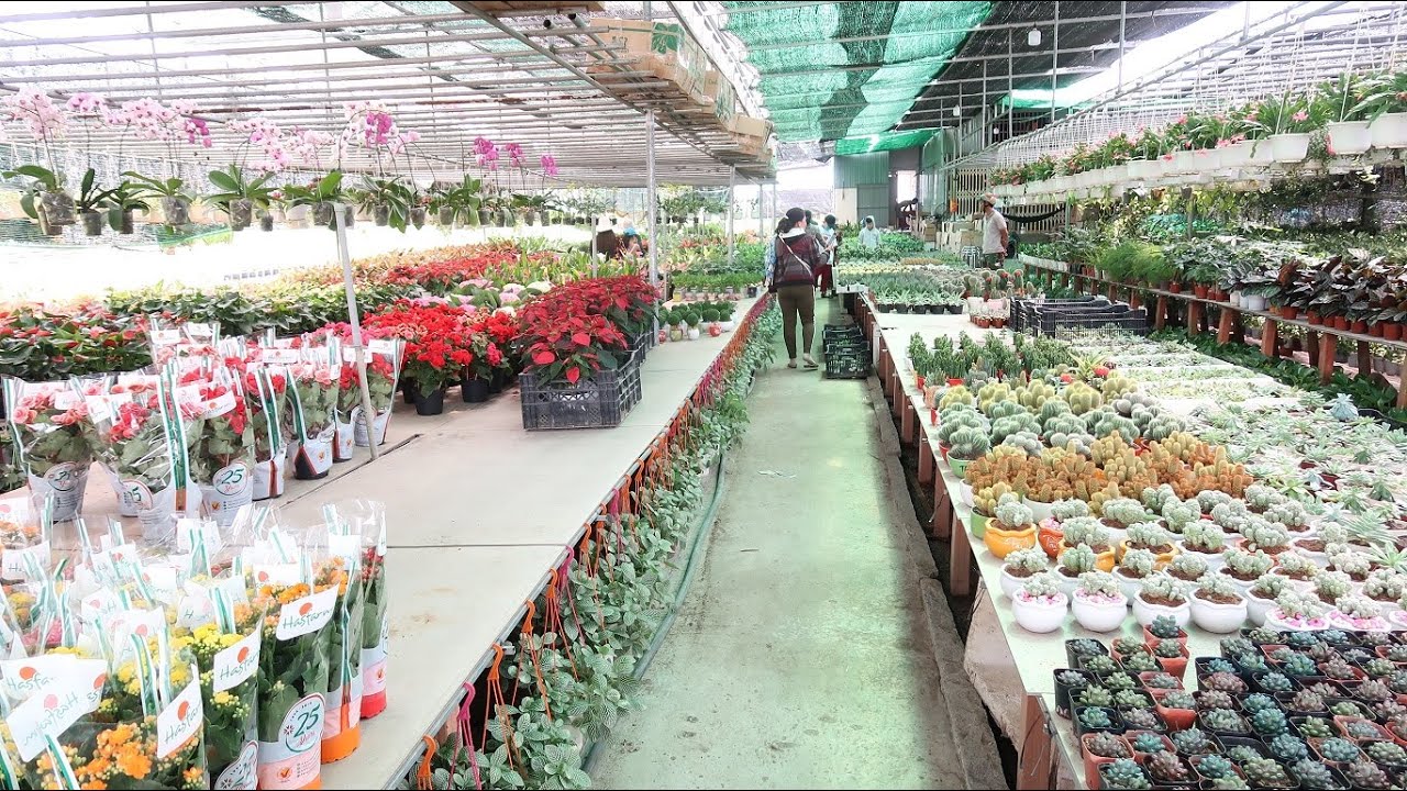 Khám phá chợ hoa lan cây cảnh lớn nhất miền Tây
