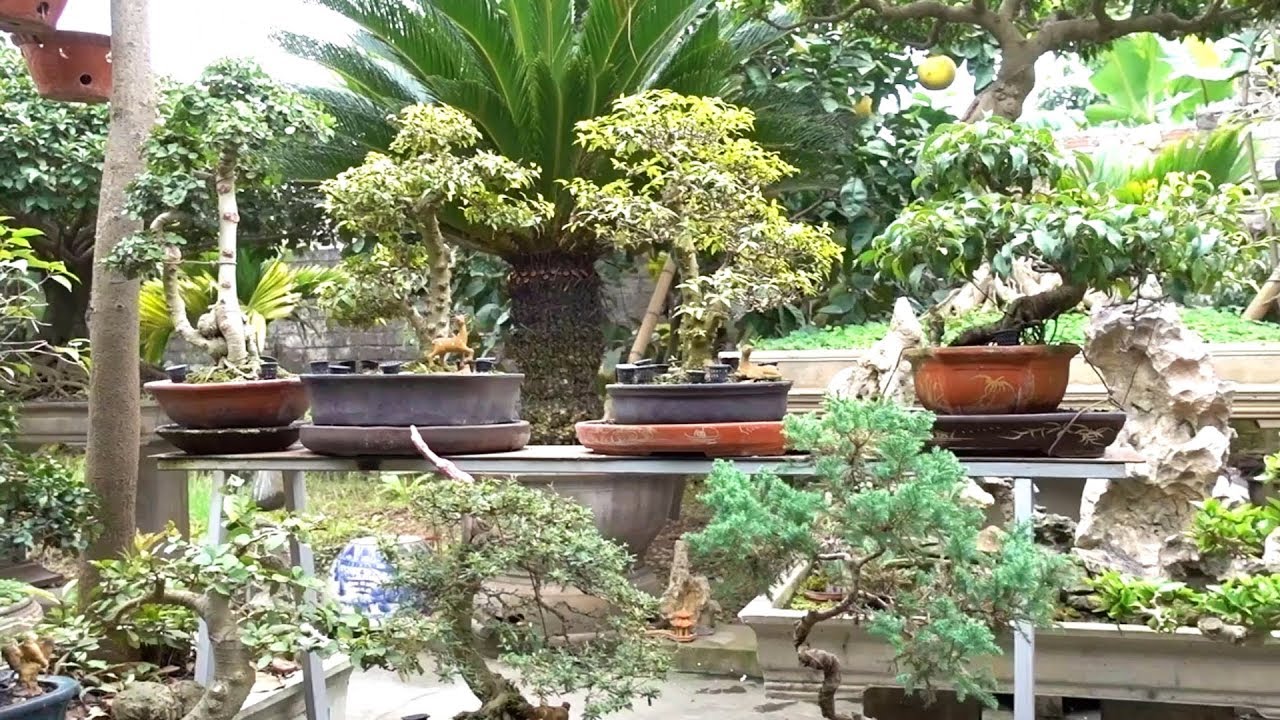 Không cần nhiều tiền cũng chơi được Bonsai, kỹ thuật chăm Bonsai hay - take care of bonsai trees