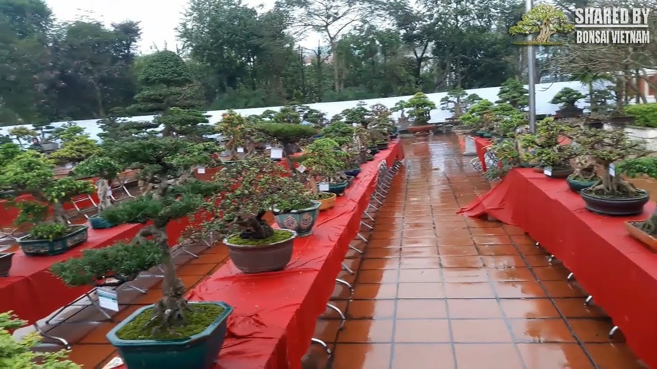 Khu trưng bày Bonsai Mini tại triển lãm Cây Cảnh Văn Giang 2018