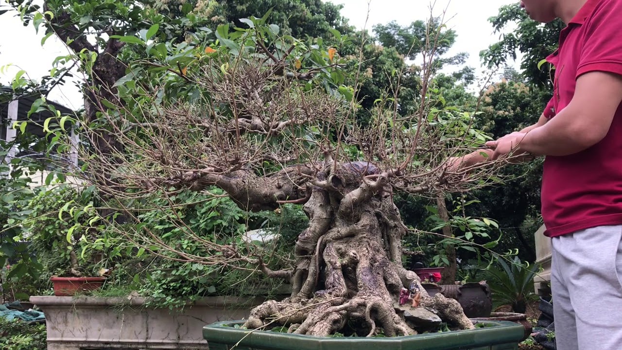 LÀM DĂM CHO LÃO ĐIỀN BONSAI - LÃO ĐẸP QUÁ CÁC BÁC NHỈ - LÃO MUỐN ĐI CHƠI HỘI